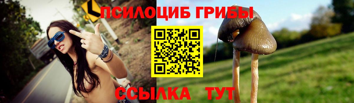 Псилоцибиновые грибы Psilocybe Балашов